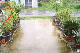 Hai thanh niên tử vong do va trúng dây điện đứt ở Trà Vinh