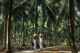 Du xuân ‘xứ dừa’: Những điểm đến hấp dẫn không thể bỏ qua