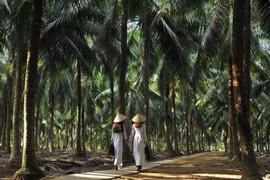 Du xuân ‘xứ dừa’: Những điểm đến hấp dẫn không thể bỏ qua