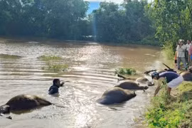 Đắk Lắk: 23 con trâu bị nước lũ cuốn sau bão số 13
