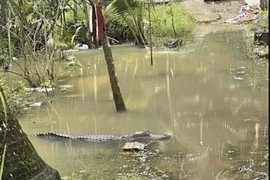 Người dân Cần Thơ hoang mang vì phát hiện cá sấu trong sân vườn