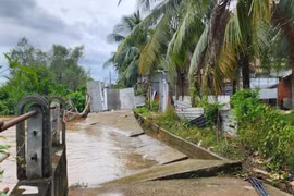 Vĩnh Long khẩn trương triển khai giải pháp chống sạt lở bờ sông Giao Long