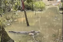 Người dân Cần Thơ hoang mang vì phát hiện cá sấu trong sân vườn
