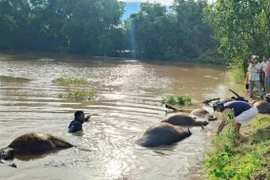 Đắk Lắk: 23 con trâu bị nước lũ cuốn sau bão số 13