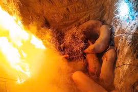 Dịch tả lợn châu Phi: 30/34 tỉnh, thành phố có dịch chưa qua 21 ngày