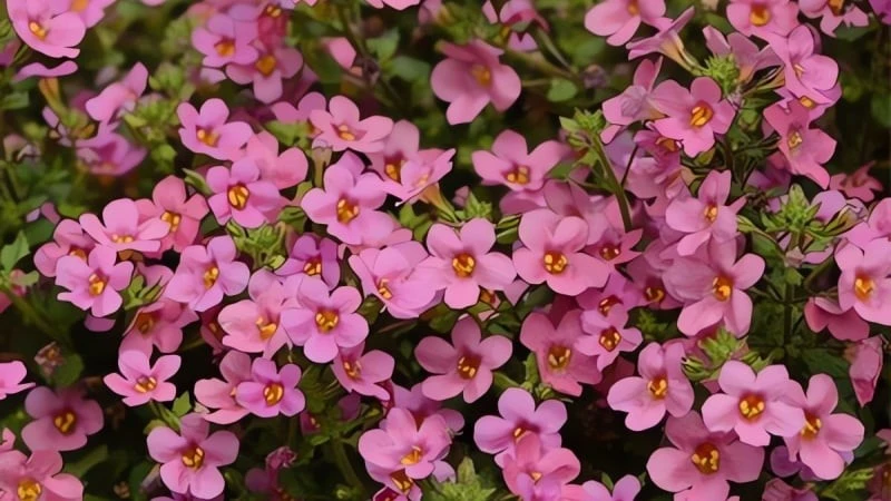 Cây cảnh hoa nở bốn mùa, hút tài lộc, may mắn vào nhà