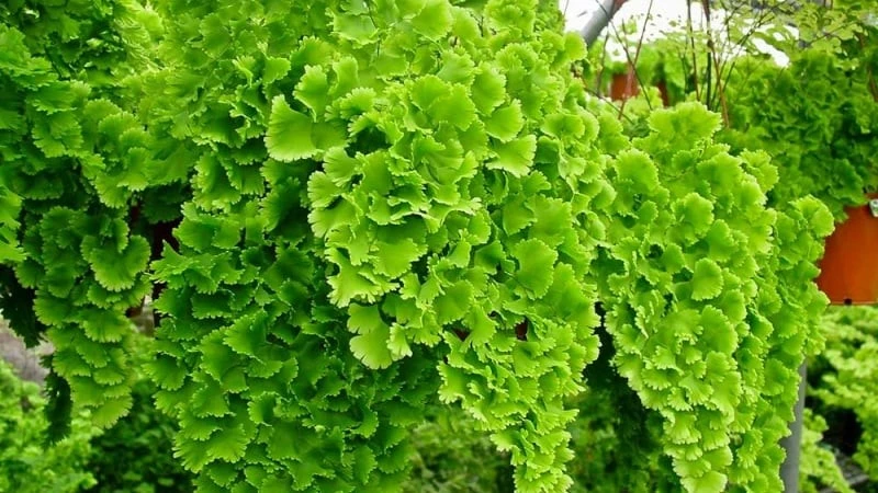 Loài cây cảnh thần kỳ giúp dưỡng mắt, làm dịu tâm trí