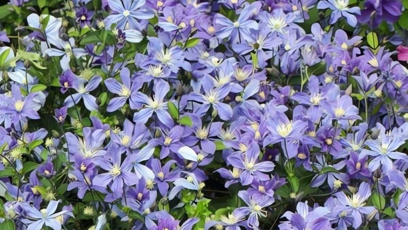 Cây cảnh tạo cơn sốt với hoa đổi màu đẹp như phép thuật