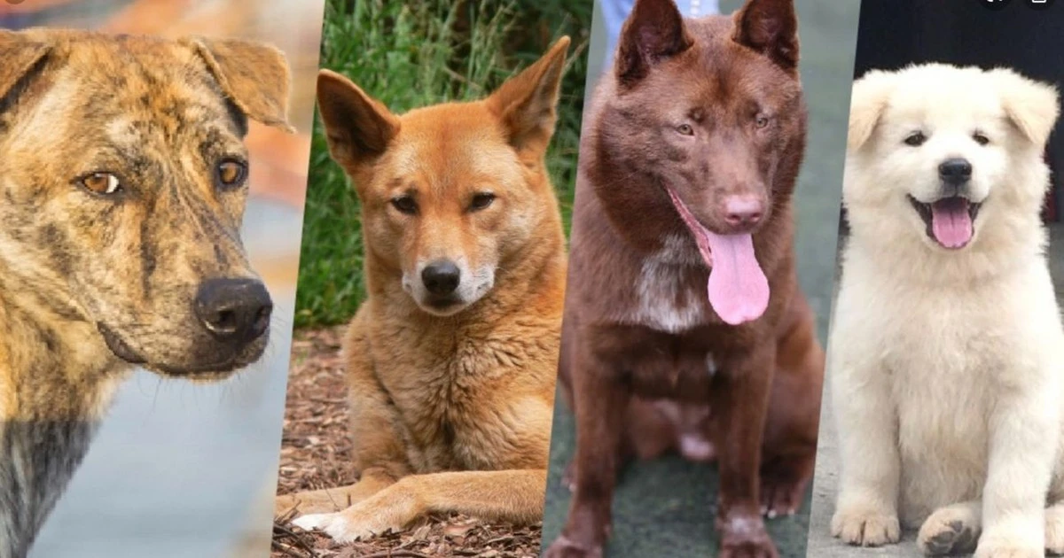 4 giống chó quý Việt Nam cực thông minh khiến thế giới nể phục