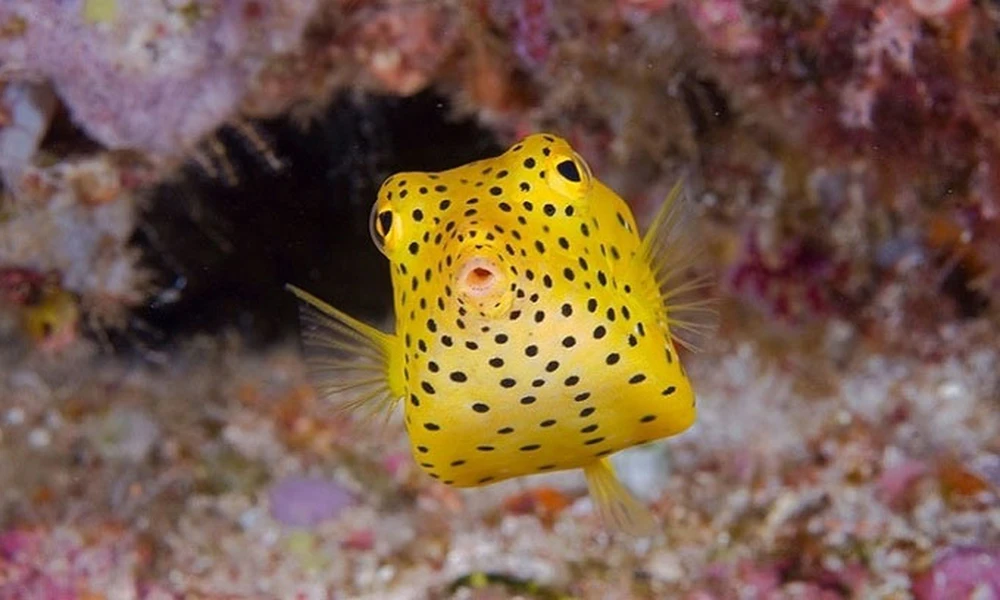 Bí ẩn loài cá vuông như hộp nhựa, bơi cực nhanh khó tin