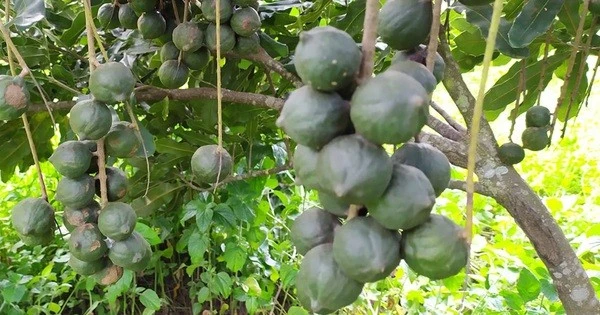 Loại hạt đắt đỏ nhất thế giới, Việt Nam trồng bạt ngàn