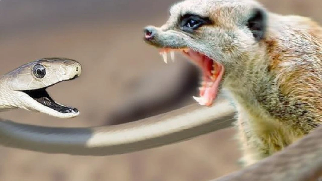 Danh sách thiên địch đáng sợ nhất của các loài rắn độc