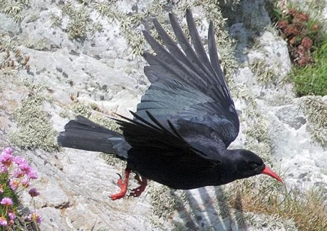 Sửng sốt trí thông minh của loài quạ, sánh ngang cá heo... nói như người