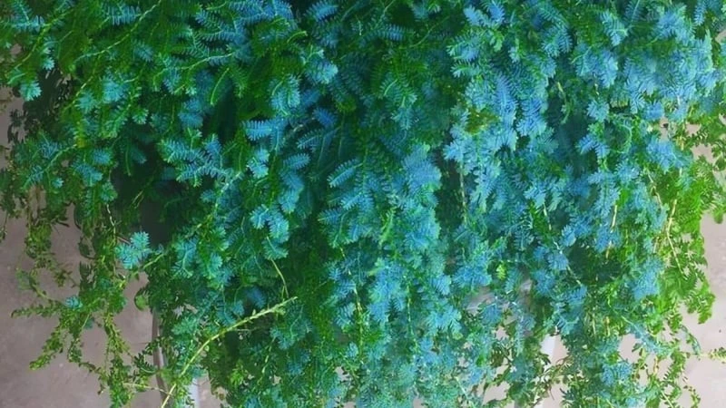 Cây cảnh mềm như cỏ, xanh thiên thanh, hút tài lộc cực mạnh