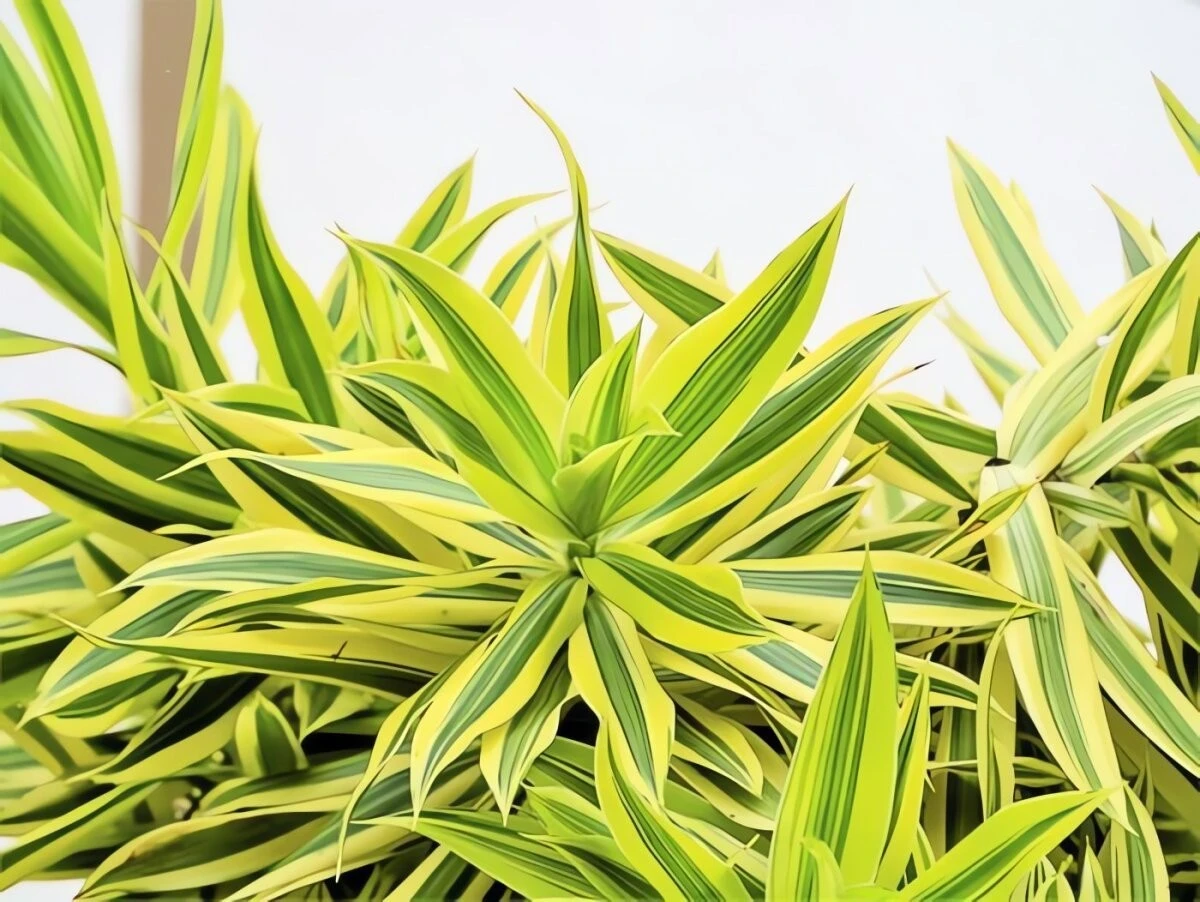 Ngỡ ngàng cây cảnh mảnh mai duyên dáng, mang không khí an lạc vào nhà