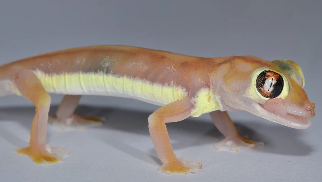 Độc lạ loài tắc kè phát sáng dưới trăng, uống nước bằng mắt