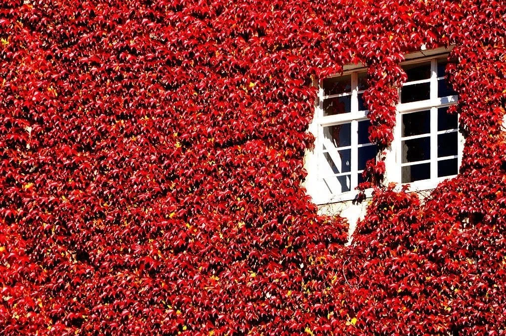 Cây cảnh đổi màu rực rỡ, hút tài lộc, bình an vào nhà