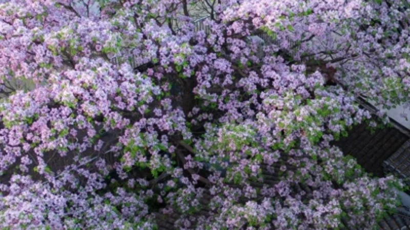 5 loại cây cảnh khiến gia chủ lụi bại, tuyệt đối không trồng