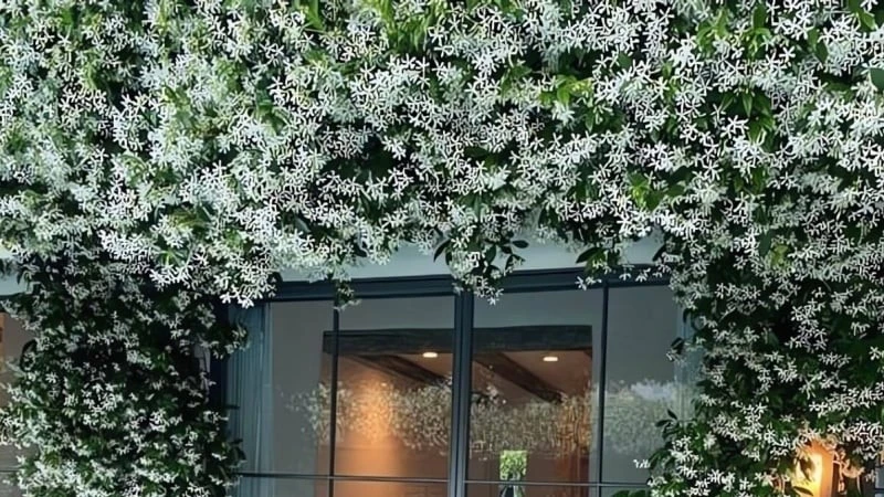 Cây cảnh nở như tuyết rơi, thơm như nước hoa thiên nhiên