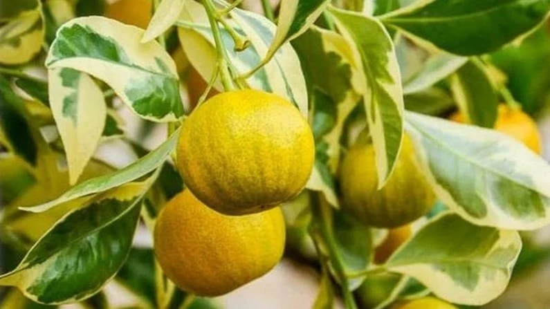 Cây cảnh trồng trong nhà vừa đẹp không gian vừa cho quả ngon