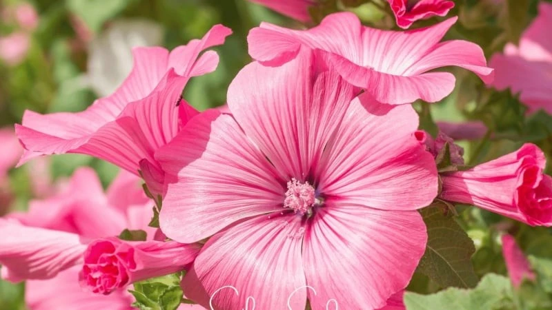 Loài hoa vua chịu nhiệt, biến sân vườn thành biển màu rực rỡ kéo bình an đến