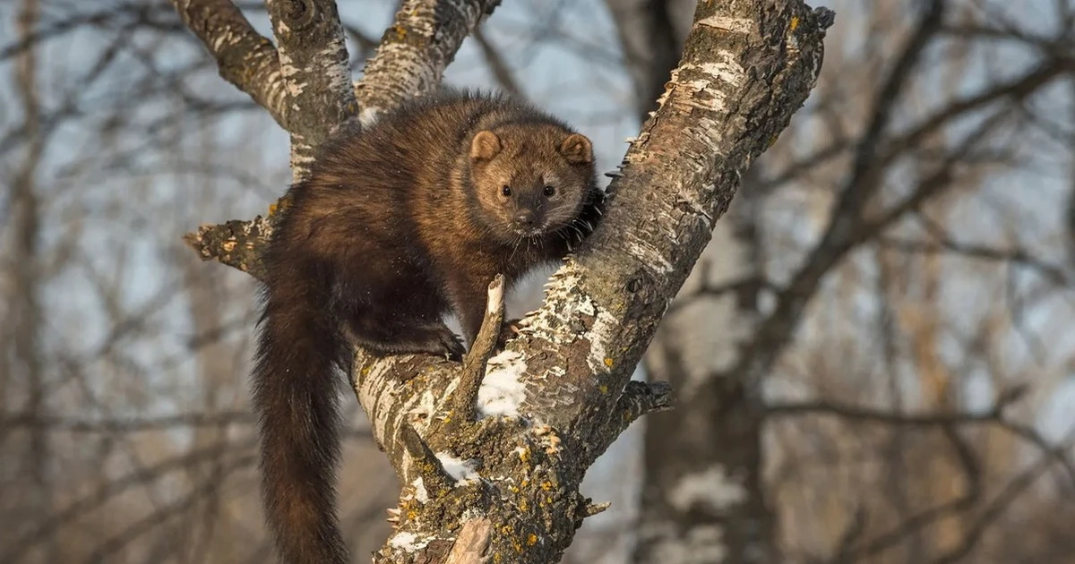 Những loài chồn săn mồi bá đạo khiến thế giới kinh ngạc