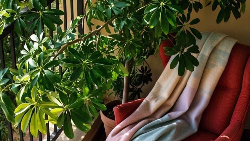 Cây cảnh hút tiền đại gia chuộng, đặt 3 chỗ này cực phát tài