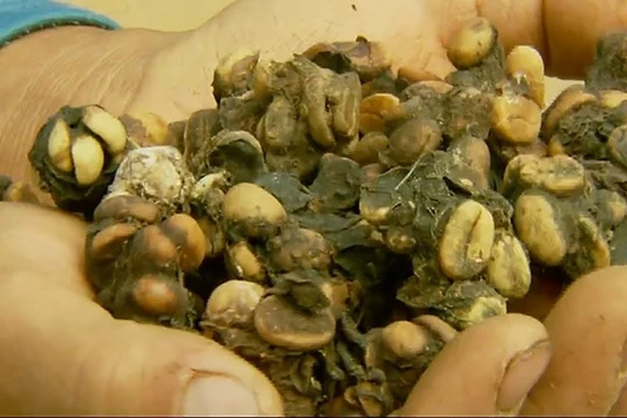 Chim Jacu thải ra đặc sản đắt tới 40 triệu đồng/kg