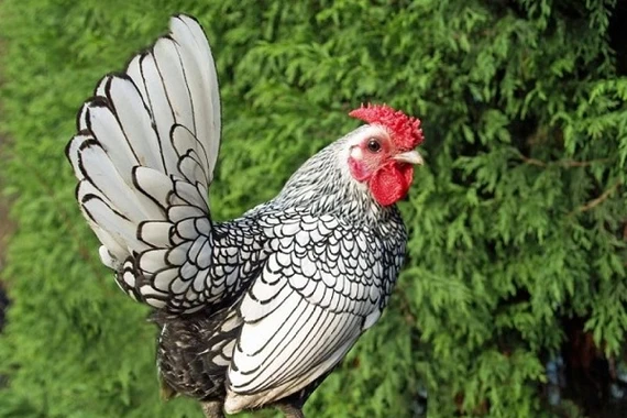 Dàn mỹ kê siêu quý hiếm, có tiền chưa chắc mua được