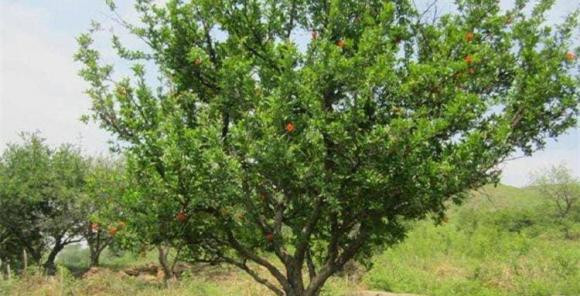 Lăng Tần Thủy Hoàng rốt cuộc đã đổ bao nhiêu thủy ngân? - Hình 3 Lang Tan Thuy Hoang rot cuoc da do bao nhieu thuy ngan?-Hinh-3