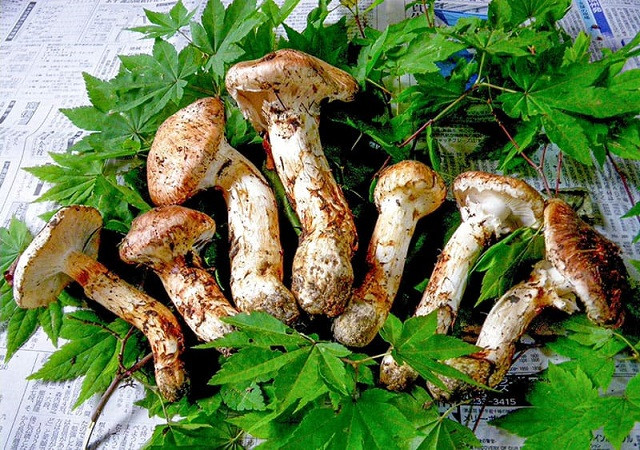 Những loại nấm đắt đỏ, ăn một miếng đã bằng gia tài cả đời - Hình 3 Nhung loai nam dat do, an mot mieng da bang gia tai ca doi-Hinh-3