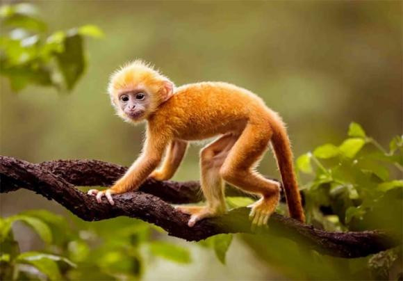 3 con giáp nữ trời sinh thông minh, số mệnh giàu sang phú quý - Hình 3 3 con giap nu troi sinh thong minh, so menh giau sang phu quy-Hinh-3