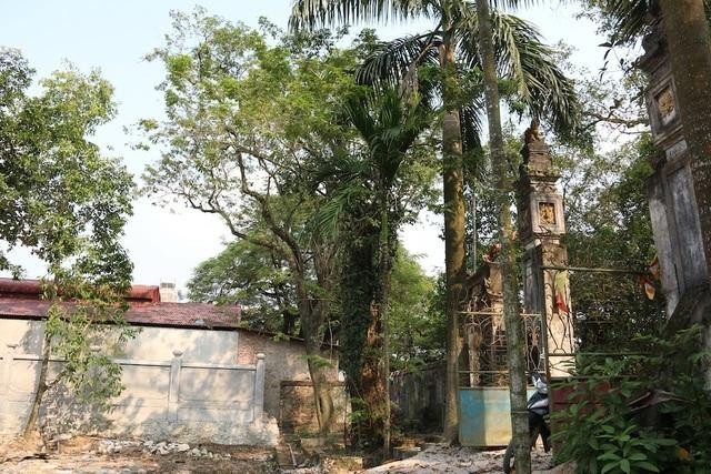 Những loại gỗ quý như ngọc được săn lùng ở Việt Nam - Hình 3 Nhung loai go quy nhu ngoc duoc san lung o Viet Nam-Hinh-3