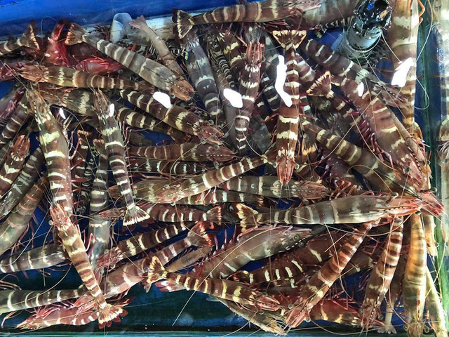 Tôm sú cọp gần 3 triệu/kg, giá siêu đắt vẫn "xếp hàng" chờ mua - Hình 2 Tom su cop gan 3 trieu/kg, gia sieu dat van