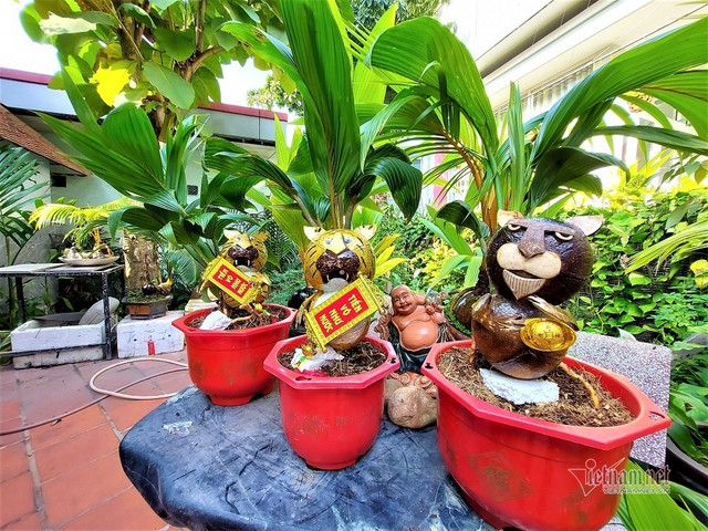 Rước thần mai 30 tỷ về nhà, dân chơi Bến Tre nổi nhất Tết này - Hình 2 Ruoc than mai 30 ty ve nha, dan choi Ben Tre noi nhat Tet nay-Hinh-2