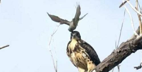 Bạn có biết kẻ thù tự nhiên của đại bàng không? - Hình 3 Ban co biet ke thu tu nhien cua dai bang khong?-Hinh-3