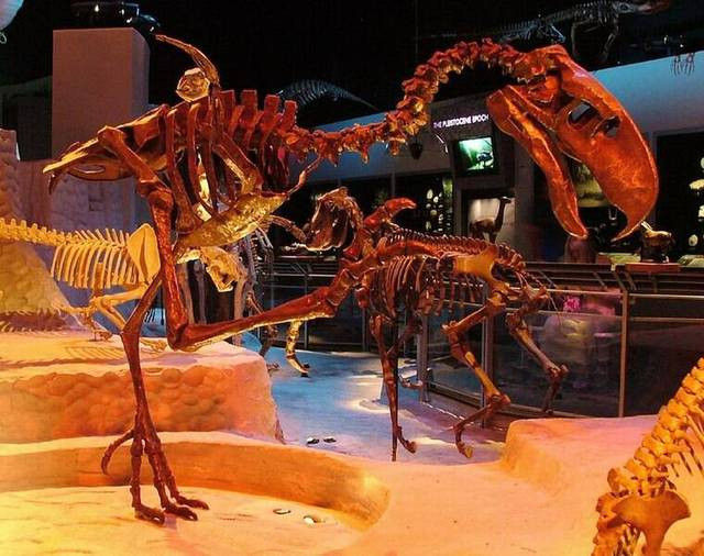 Tại sao chim khủng bố - Phorusrhacids lại đáng sợ nhất thời tiền sử? - Hình 4 Tai sao chim khung bo - Phorusrhacids lai dang so nhat thoi tien su?-Hinh-4