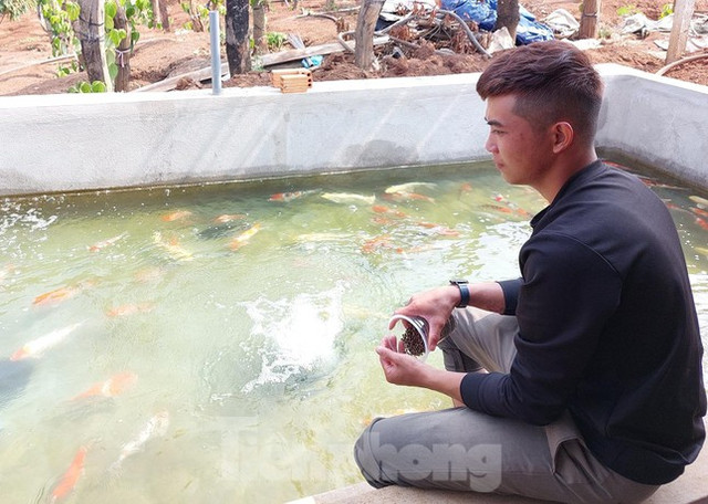 Nuôi cá quý tộc, chàng trai thu nhập cả tỉ đồng mỗi năm - Hình 3 Nuoi ca quy toc, chang trai thu nhap ca ti dong moi nam-Hinh-3