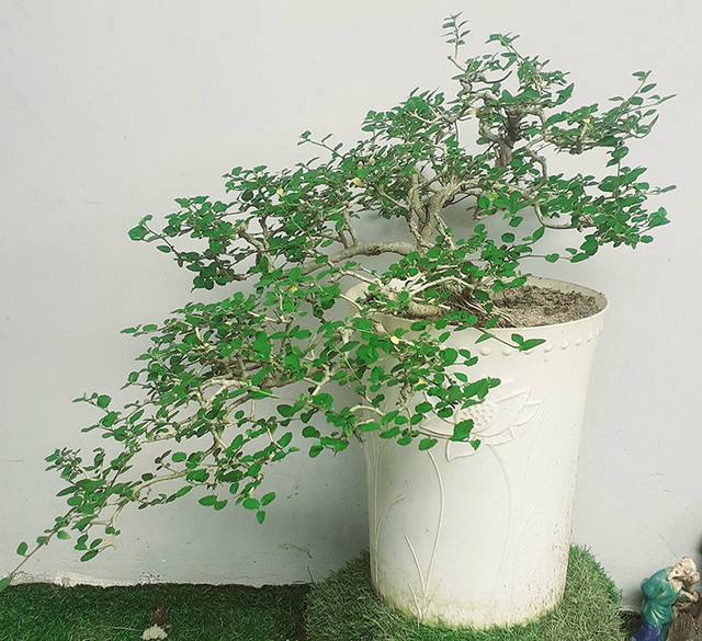Cây dại mọc đầy đường ở Việt Nam nay lên chậuthành bonsai - Hình 2 Cay dai moc day duong o Viet Nam nay len chauthanh bonsai-Hinh-2