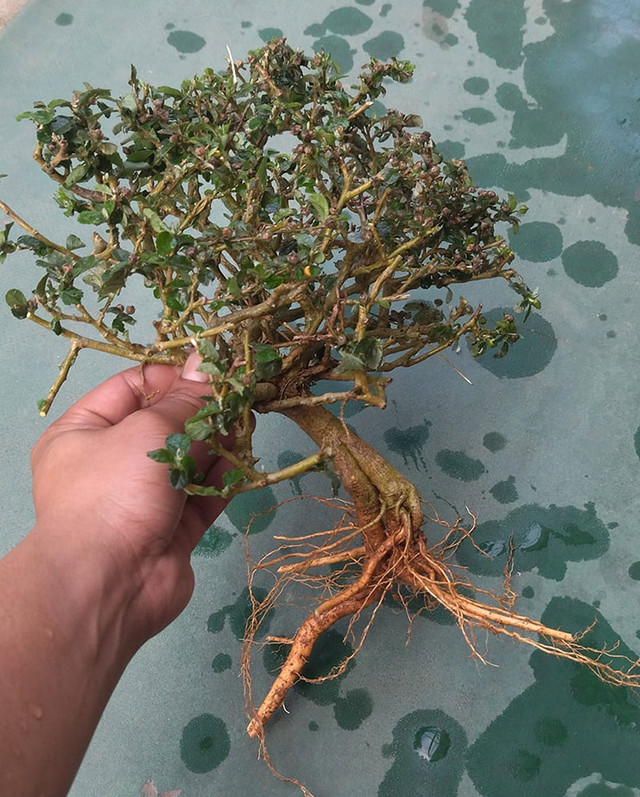 Cây dại mọc đầy đường ở Việt Nam nay lên chậuthành bonsai - Hình 6 Cay dai moc day duong o Viet Nam nay len chauthanh bonsai-Hinh-6