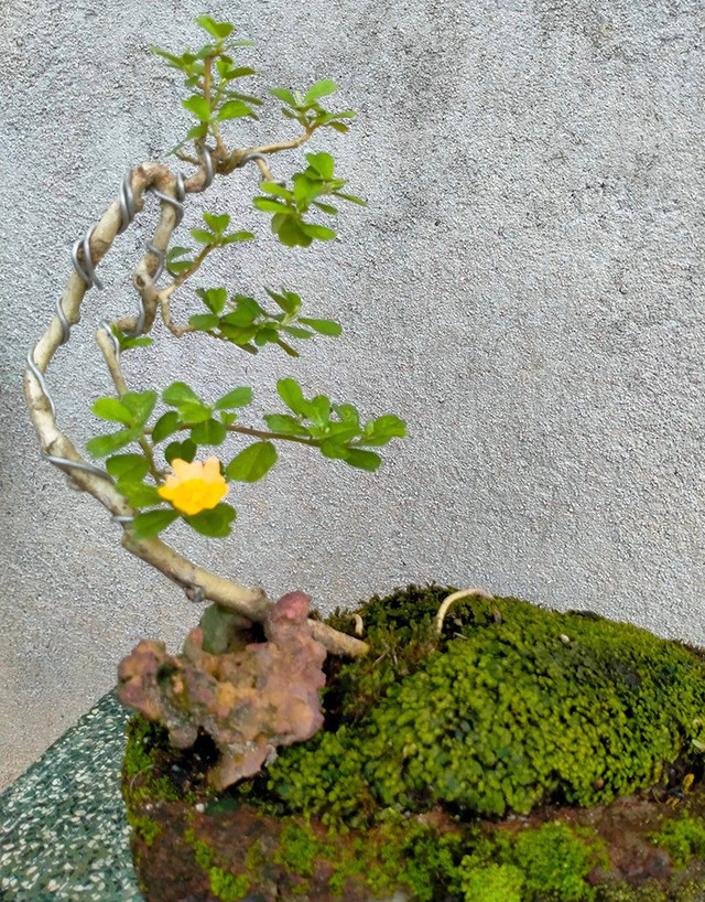 Cây dại mọc đầy đường ở Việt Nam nay lên chậuthành bonsai - Hình 11 Cay dai moc day duong o Viet Nam nay len chauthanh bonsai-Hinh-11