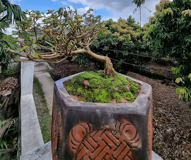 Cây dại mọc đầy đường ở Việt Nam nay lên chậuthành bonsai Cay dai moc day duong o Viet Nam nay len chauthanh bonsai