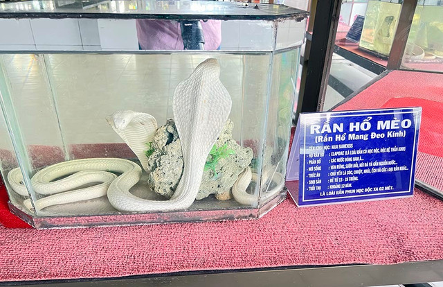 Lạnh người vào nơi nuôi nhiều rắn hổ mang chúa khổng lồ ảnh 16 Lạnh người vào nơi nuôi nhiều rắn hổ mang chúa khổng lồ ảnh 16