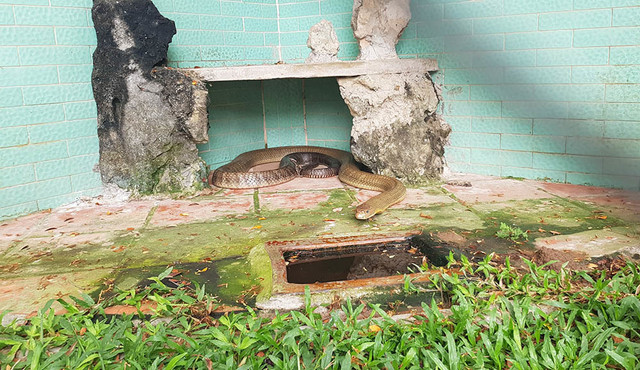 Lạnh người vào nơi nuôi nhiều rắn hổ mang chúa khổng lồ ảnh 19 Lạnh người vào nơi nuôi nhiều rắn hổ mang chúa khổng lồ ảnh 19