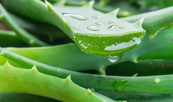 2 thực phẩm có tác dụng "phá vỡ" cục máu đông - Hình 3 2 thuc pham co tac dung