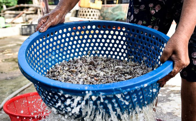 Thứ đặc sản quê, nay là mỏ vàng dân đi bắt kiếm nửa triệu/ngày - Hình 7 Thu dac san que, nay la mo vang dan di bat kiem nua trieu/ngay-Hinh-7