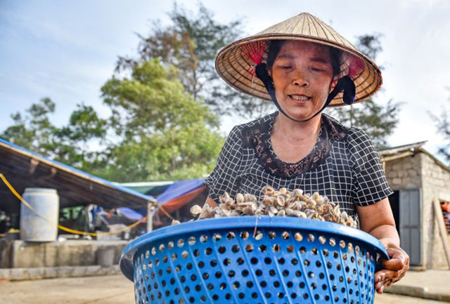 Thứ đặc sản quê, nay là mỏ vàng dân đi bắt kiếm nửa triệu/ngày - Hình 10 Thu dac san que, nay la mo vang dan di bat kiem nua trieu/ngay-Hinh-10