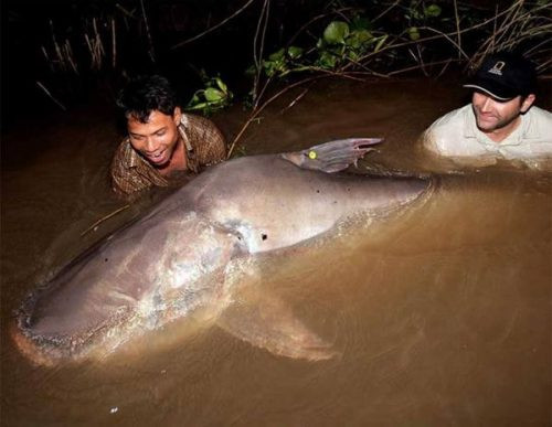 Video: Ngư dân bắt được cá khổng lồ nặng 150kg trên sông Mekong - Hình 2 Video: Ngu dan bat duoc ca khong lo nang 150kg tren song Mekong-Hinh-2