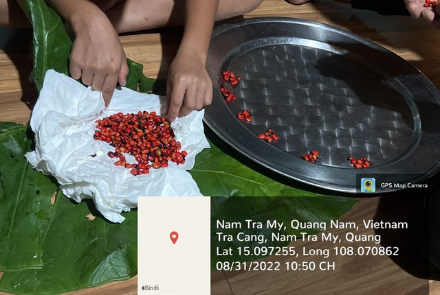 Bất ngờ loại hạt đắt nhất Việt Nam, giá lên đến 240 triệu đồng/kg - Hình 3 Bat ngo loai hat dat nhat Viet Nam, gia len den 240 trieu dong/kg-Hinh-3