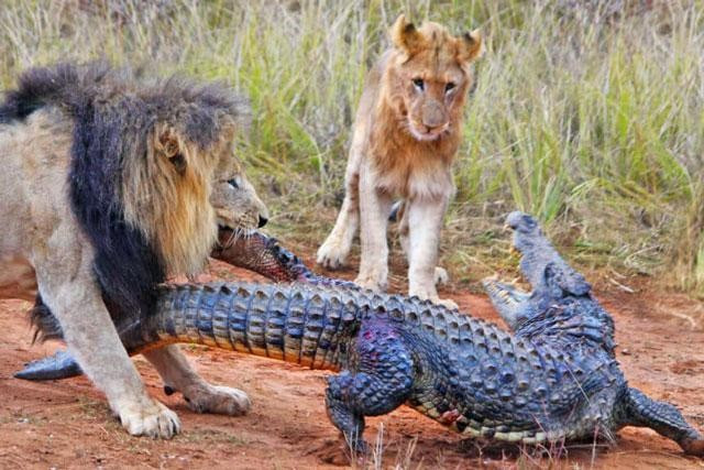 Lên bờ tắm nắng, cá sấu bị bầy sư tử hành hạ tả tơi - Hình 4 Len bo tam nang, ca sau bi bay su tu hanh ha ta toi-Hinh-4